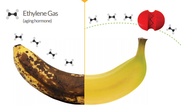 Hazel Technologies' FruitBrite technology extends the shelf life of produce, flowers, and plants by up to 400 percent.